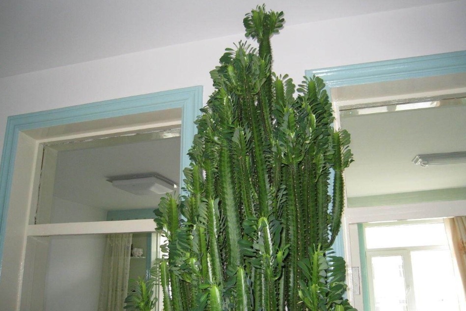 植物|有钱人都种的“镇宅树”,好看又好养,招财又进宝,你家有吗