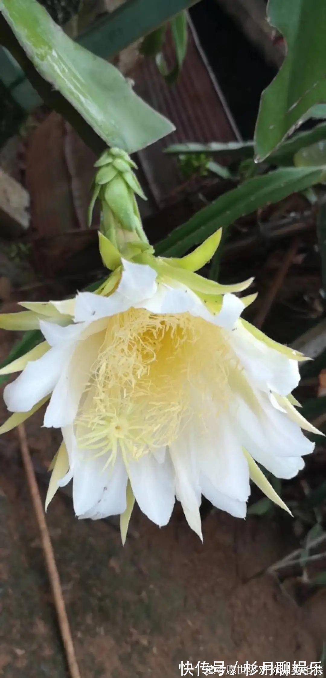 昙花|大爷家荷花种在花盆里,1次开花20朵,比巴掌还大!