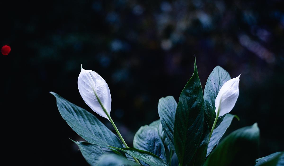 5种“喜阴花”,不要长时间晒太阳,屋外若有,抓紧搬进屋!