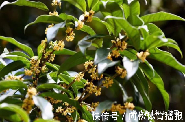 仙花@明丽清新桂花绝句六首:桂不多花细细风,晚秋风物早春诗