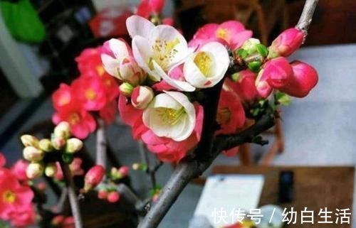 观赏性|它被称为国艳,花色艳丽却无花香,为我国独有,颜色艳丽