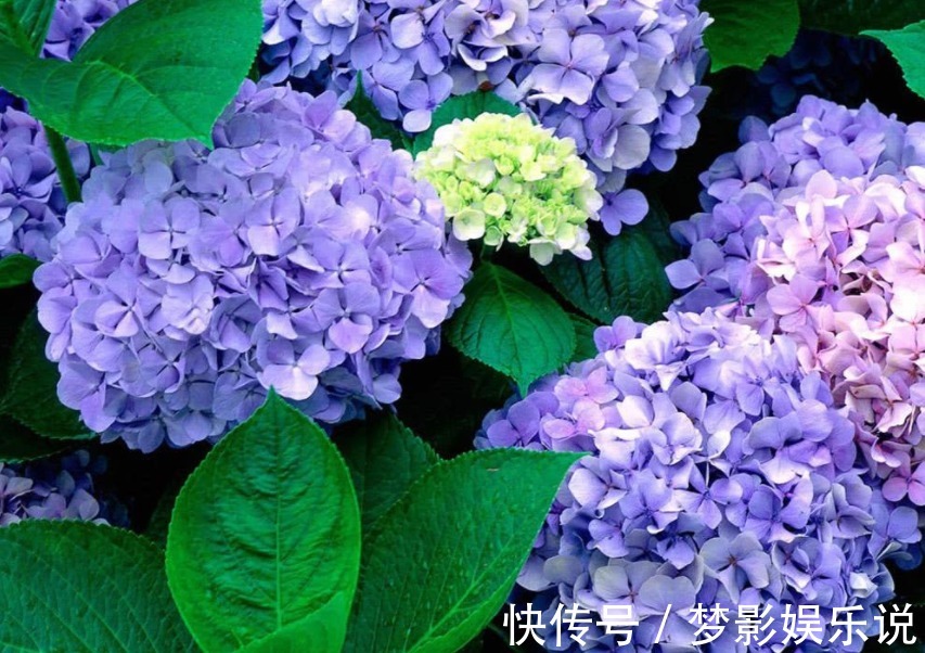 枝干|夏季养殖绣球花，怕花大压弯枝头？学会这几招，植株不倒伏