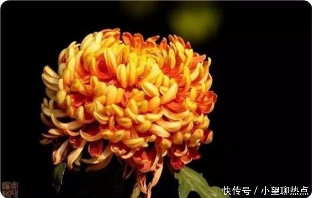 我花开后百花杀，满城尽带黄金甲！50句菊花诗，美到心醉！