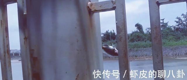 越南|在中国境内钓越南鱼,广西东兴俩男子玩出了新花样,神一样的存在