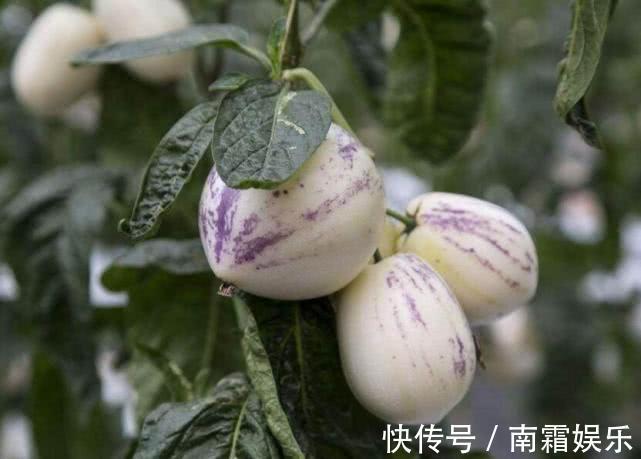 护肝|想长寿先养肝,常吃以下三种水果,护肝排毒,给身体来个大扫除!