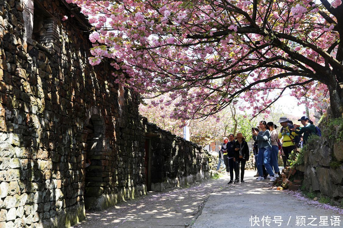 白鹿村、上马村、雅庄村，十里樱花十里尘，经典赏樱路