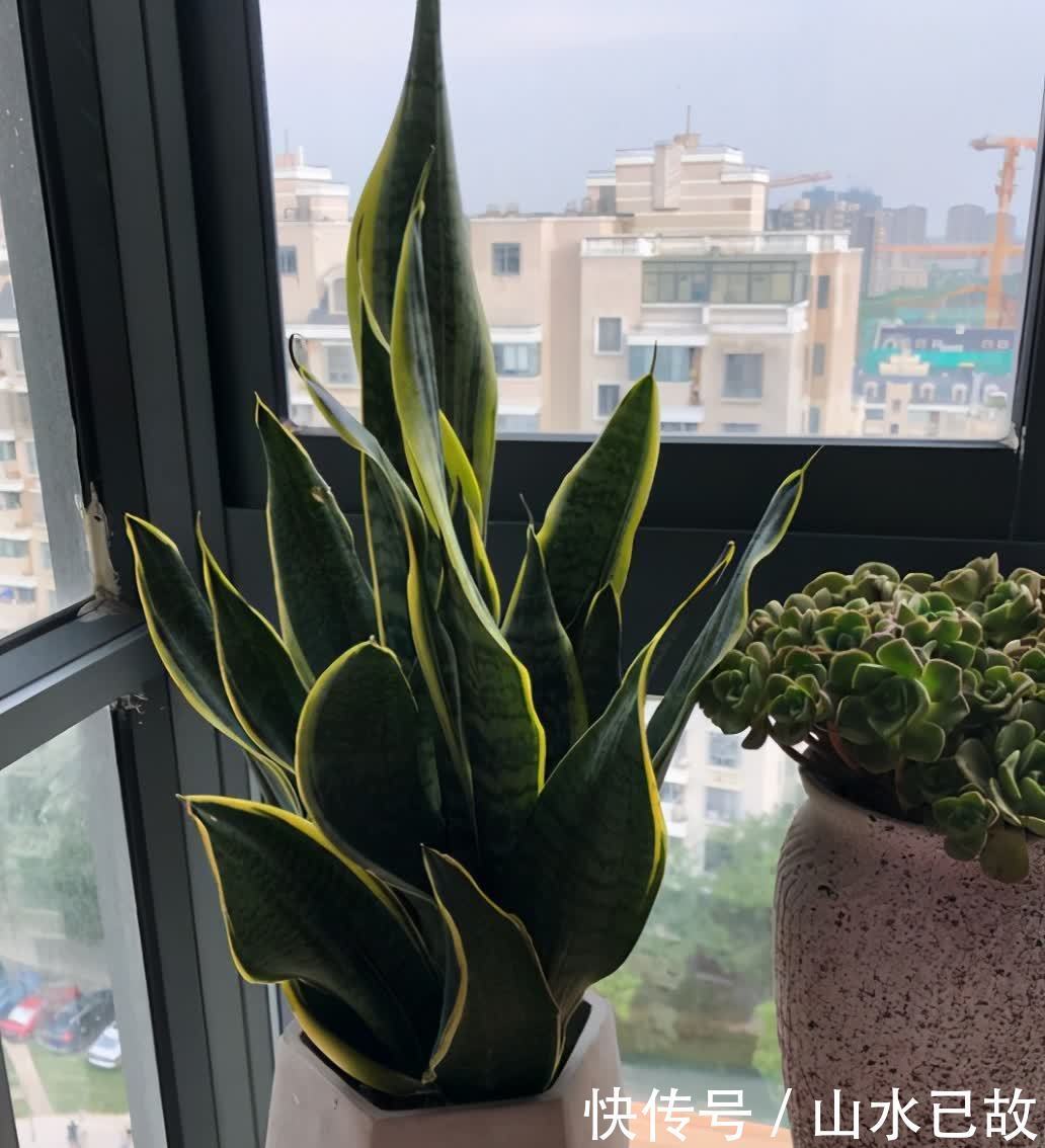 虎皮兰不敢浇水多?做好3个前提条件,怎么浇水都行,不会烂根