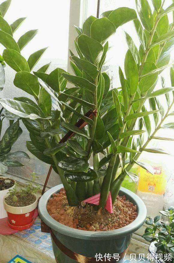 6种“聚财花”,养在家里好兆头,漂亮又大气,还有好运满满