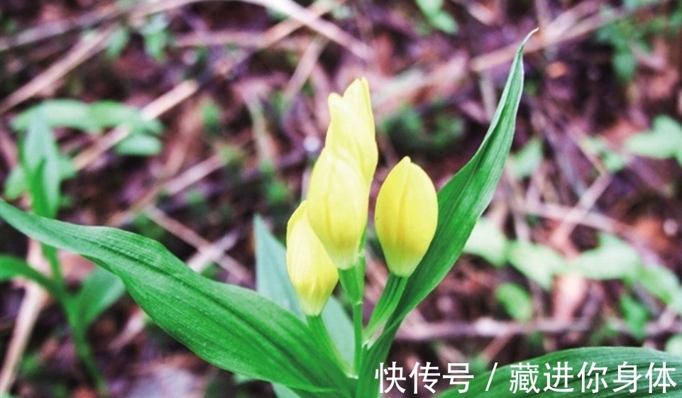 我国特有的单种属珍稀濒危兰花——金佛山兰