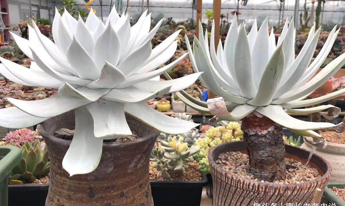 老桩|仙女杯属的所有多肉在夏季都会休眠，要懂得养护方法才能顺利度夏