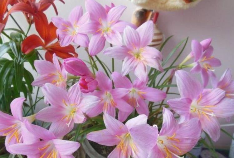 家养这些植物，阳台开出花海，花姿妖娆，四季繁花似锦，美