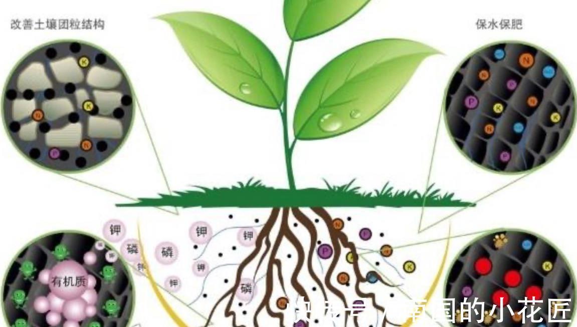 磷酸二氢钾|养花先养土,土质不行全白搭,施多少肥也不吸收