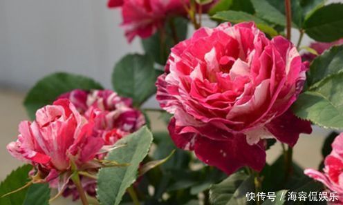 玛丽玫瑰|喜欢菊花，不妨试试“珍稀玫瑰”苹果挞玫瑰，粉黛佳人，高贵艳丽