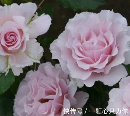 有香味的月季才有灵魂,优秀的浓香月季品种推荐