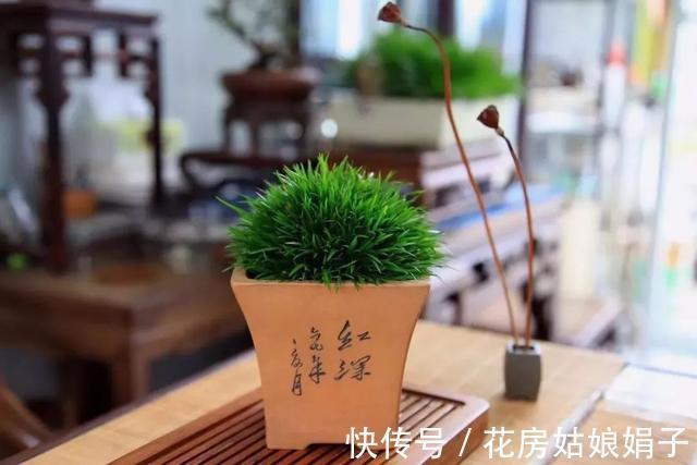 它位列“花草四雅”,耐阴能力强,室内光照不好也能养好