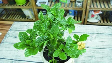 冬天,养这10种花,这事别多做,要不叶子发黄,不开花