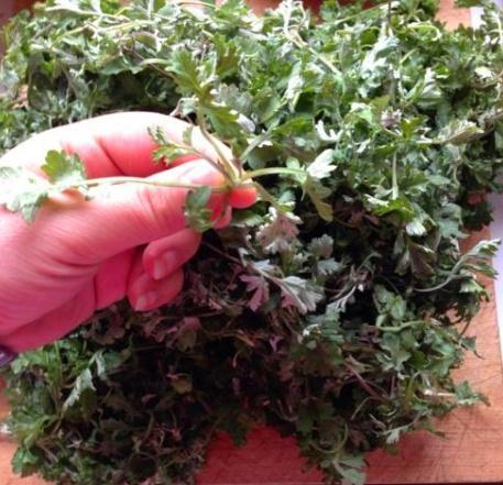 这3种花卉适合爱干净的人养,除臭又杀菌,家庭卫生清洁好帮手!