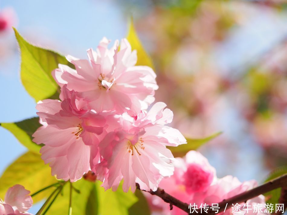 桐庐天子地，集樱花林、溶洞、湖泊峡谷的小众目的地，人少景美