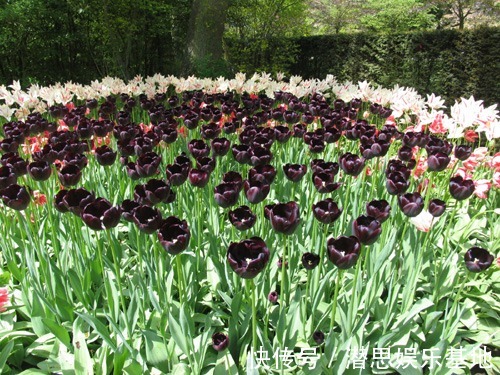 10种罕见的黑色花，都说很高贵，我怎么觉得诡异？