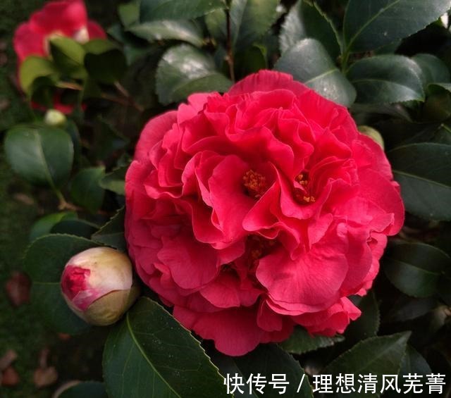 花色|曾一株难求的“红茶花之王”,现在实惠平价!耐寒耐热易打理!