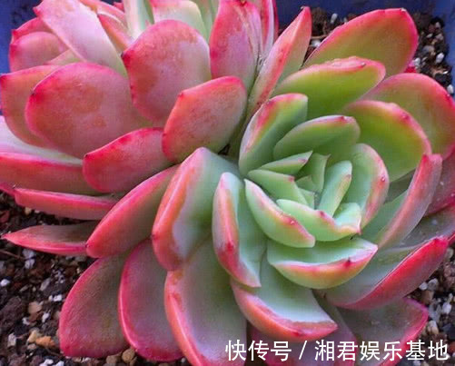 多肉绮罗怎么养更美观教你3个小妙招,养出鲜艳又红润的绮罗