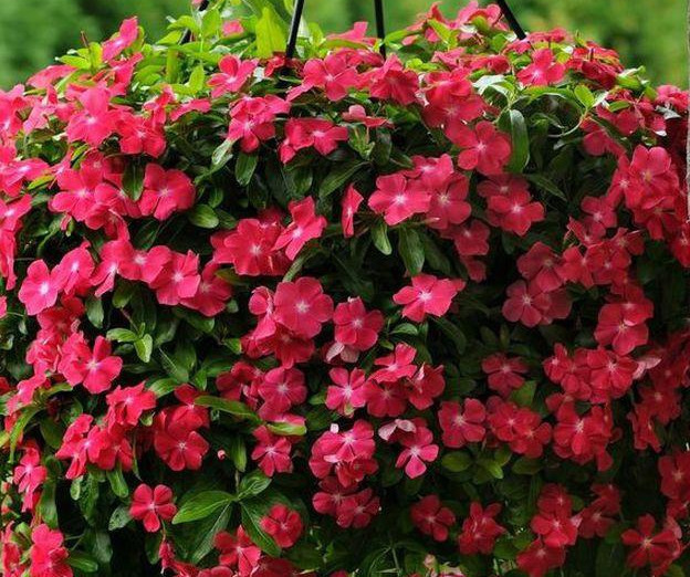 养花技巧粗生粗养也能四季开花！少养1种都觉得亏了