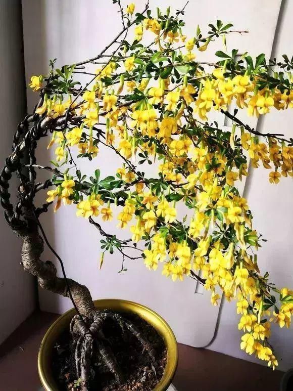 眼睛|山里的1棵老树桩,挖出来种盆里,开花后,眼睛都看直了!