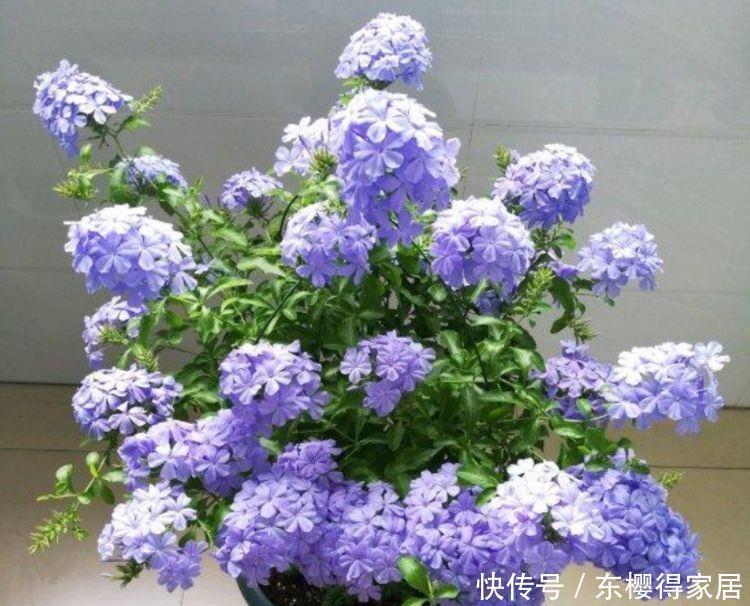 4种花好养易活开花漂亮，花色艳丽，花瓣层层叠叠