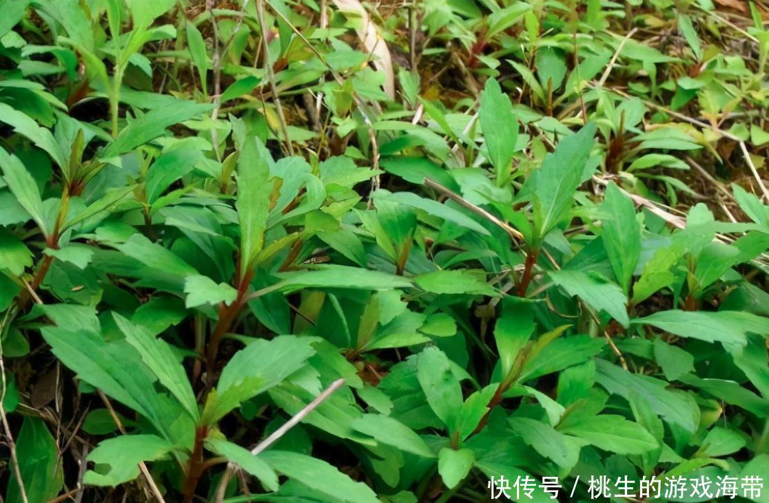 明目|女性常吃3食物,排毒燃脂,补肝明目,大肚腩不见了,试试看