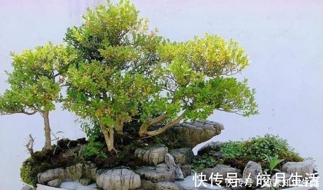 金枝玉叶|养这2种花,还能挣钱,放那不用管,养得好卖上万,挺划算!