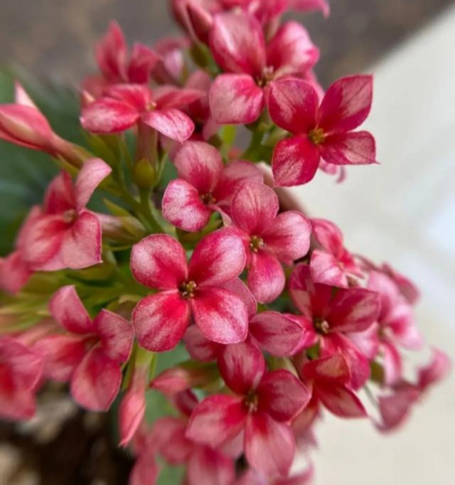 品种|75个长寿花品种，一个比一个美，一起来认识一下吧！