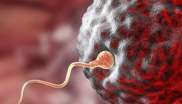 精子|排卵几天最容易怀孕,如何判断排卵期是否到来呢