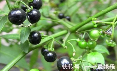 发育不良|路边黑黑甜甜的小果实,竟有如此效果,真是不敢相信,建议收藏