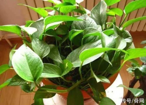 3个地方不要随意摆放绿萝,不是迷信,很重要