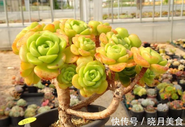 盘点5款“香香多肉”,好养好看颜值高,摆在阳台香气飘飘