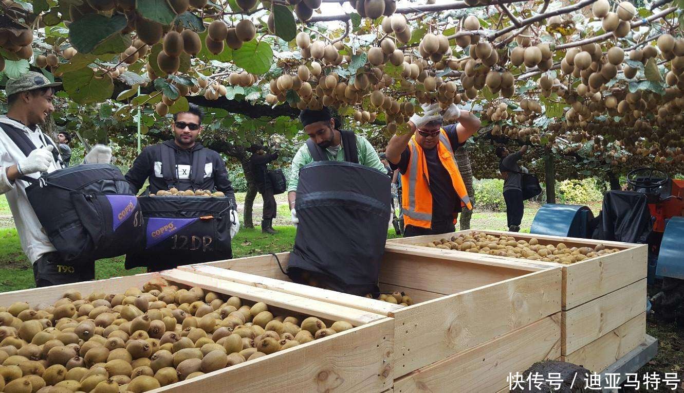 故事|这十个常见的水果，原来背后还有这些有趣的故事