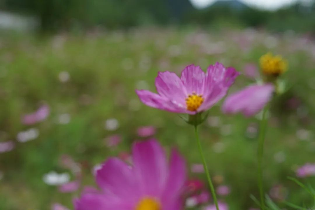 炎炎夏日来啦！赏花、观景、饮茶……带你觅夏凉！