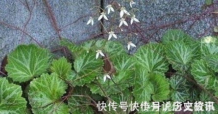 农村|农村一种长在阴湿地方的野草,很多农民不认识,晒干后40块一斤