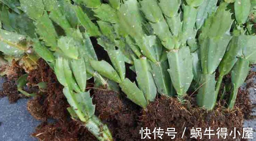 花友|蟹爪兰如何分株、养护防虫害等，该篇文章全部讲透，值得收藏