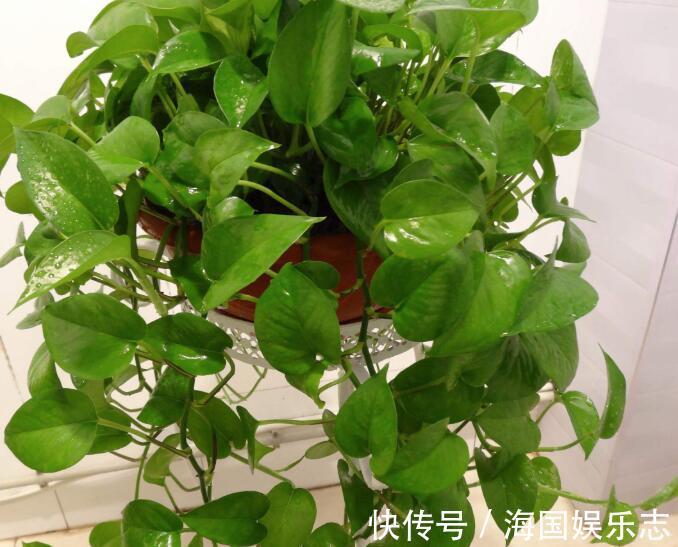根部|绿萝什么时候浇水好选对3个“黄金时间”浇水,绿萝翠绿生长旺