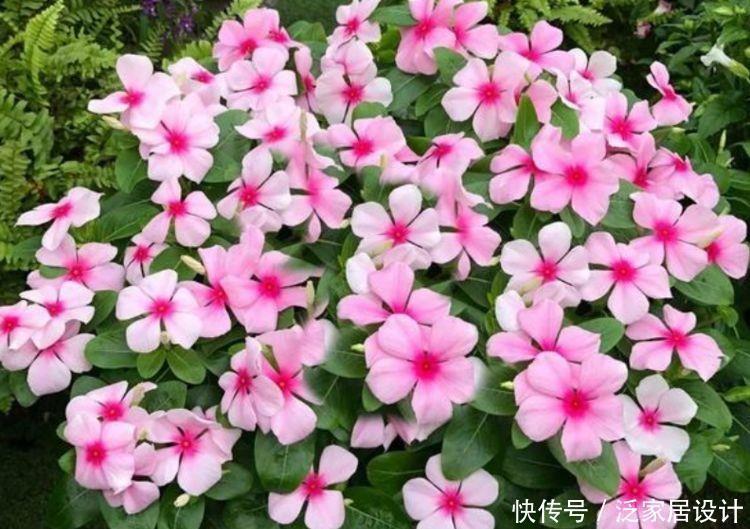 叶茂花|5种漂亮花，开花漂亮花期长，好养易活能爆盆