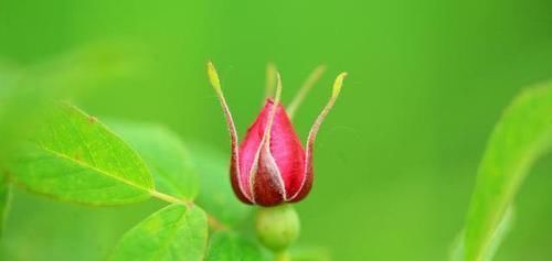  泡水|蒲公英和它“天生一对”，搭配泡水喝，养肝排毒，皮肤越来越红润