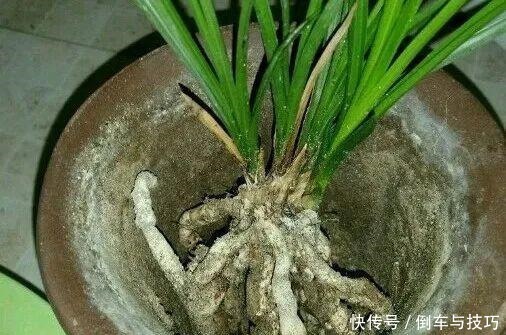 8种花,开完花别急着丢,剪一刀还能继续开!