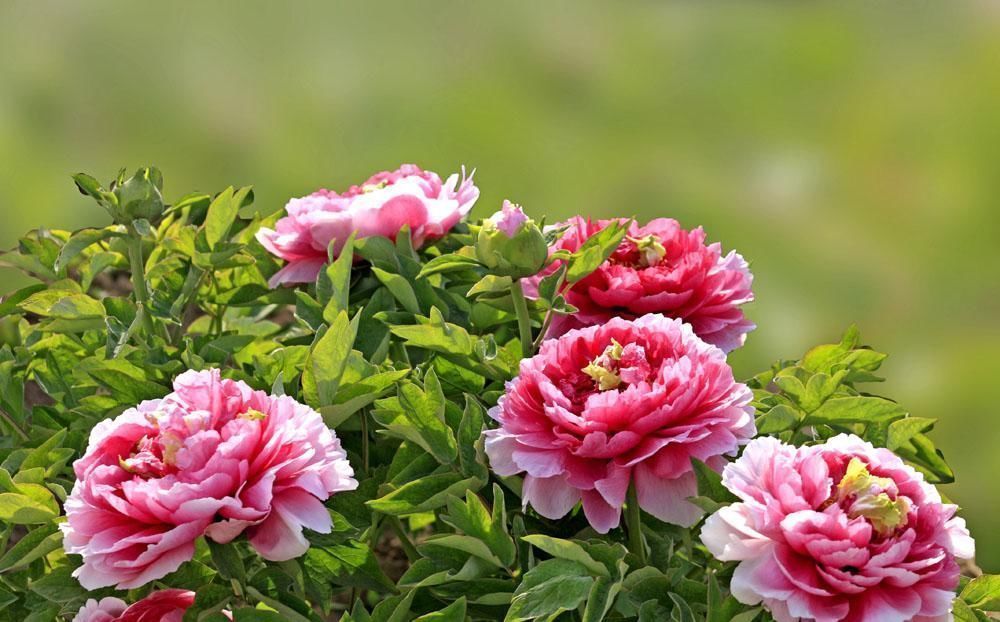 名花|盘点9种名贵花草,每一种都高贵优雅,看看有你喜欢的吗?