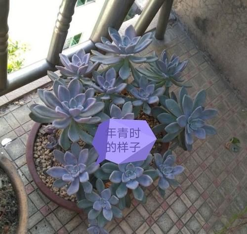  你家里喜欢养一些什么绿色植物？能发一张图片分享一下吗？