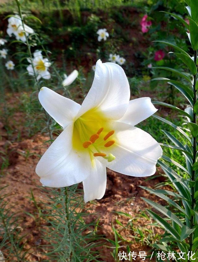 阳台养几株“百合花”,不知道攻略怎么开花,只长枝条不冒花苞