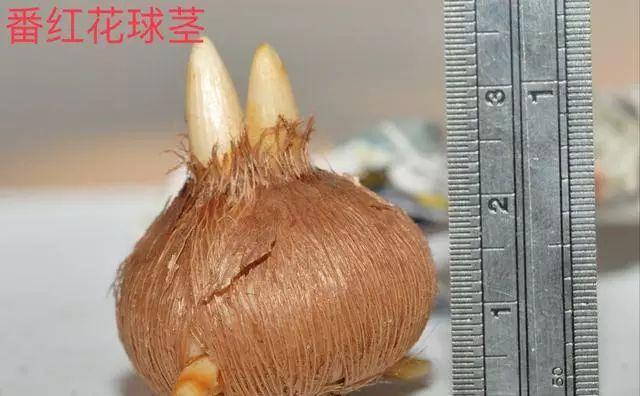 仙客来|想要养好球根花卉,这4点要注意,赶紧学起来,每年都可以开花