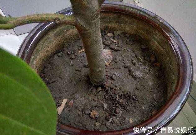 养花不活，其实是“1个步骤”没做好，若会正确方法，养啥都爆盆