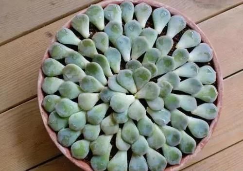 多肉白牡丹为什么感觉不好养？