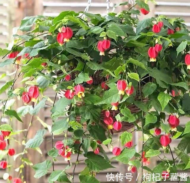 春天养蔓性风铃花，做好这几件事，枝头挂满“红灯笼”，漂亮极了